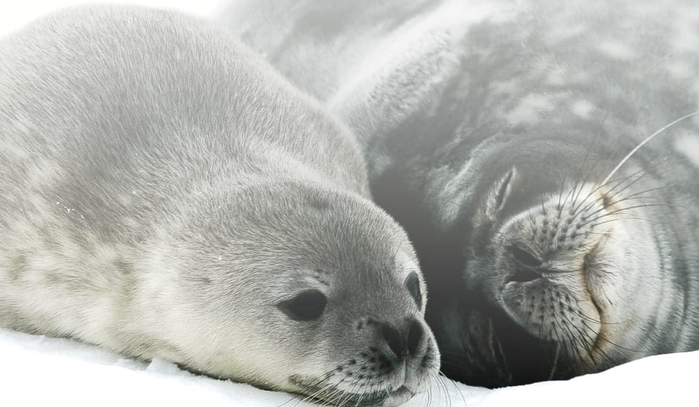 Українські полярники показали тюленів, які живуть в Антарктиці: неймовірні фото